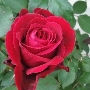 Meet your Posher, Gwen